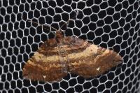 Earophila badiata