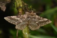 Lycia hirtaria