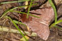 Cerastis rubricosa