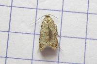 Isotrias