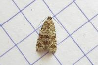 Isotrias