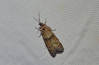 Tortricodes alternella