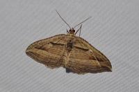 Costaconvexa polygrammata