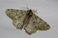 Phigalia pilosaria