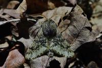 Apocheima hispidaria