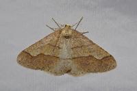 Phigaliohybernia marginaria