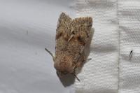 Orthosia incerta
