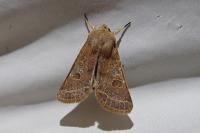 Orthosia cerasi