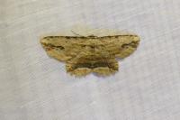 Menophra abruptaria