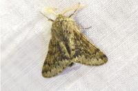 Apocheima hispidaria