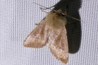 Orthosia cruda
