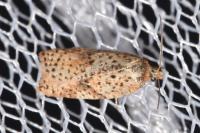 Acleris ferrugana