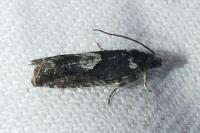 Pammene giganteana
