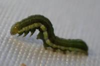 Xestia agathina