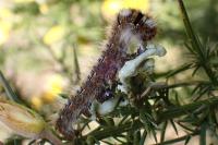 Lasiocampa quercus