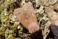 Orthosia cerasi