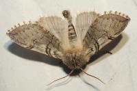 Achlya flavicornis