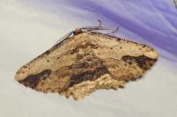 Menophra abruptaria