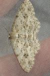 Ectropis crepuscularia