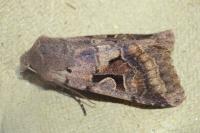 Orthosia gothica