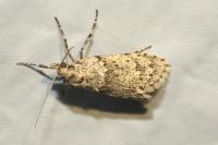 Diurnea fagella