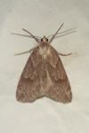 Pachycnemia hippocastanaria