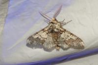 Biston strataria