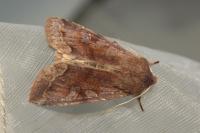 Orthosia incerta