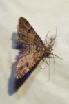 Gymnoscelis rufifasciata