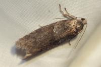 Tortricodes alternella