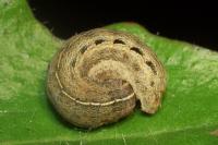 Xestia xanthographa