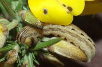 Xestia xanthographa