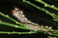 Lasiocampa quercus