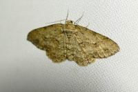 Ectropis crepuscularia