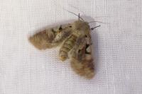 Orthosia gothica