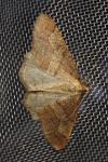 Phigaliohybernia marginaria