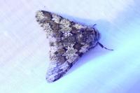 Biston strataria