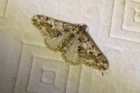 Agriopis leucophaearia