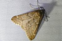 Alsophila aescularia