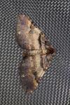 Earophila badiata
