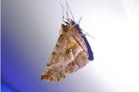 Selenia dentaria