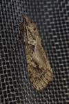 Diurnea fagella
