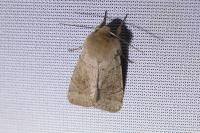 Orthosia populeti