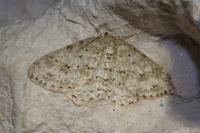 Ectropis crepuscularia