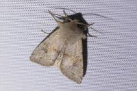 Orthosia incerta