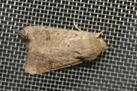 Orthosia cruda