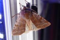 Cerastis rubricosa