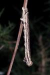 Crocallis dardoinaria