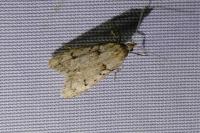Diurnea fagella