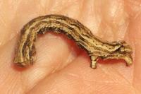 Crocallis dardoinaria